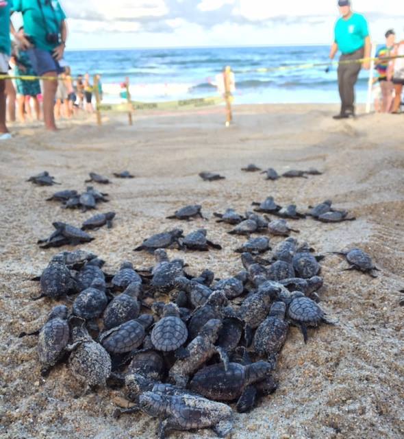 Report ALL nesting turtles, turtle crawls, stranded/dead turtles, OR hatching events on the Outer Ba