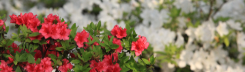 Pink and white flowers