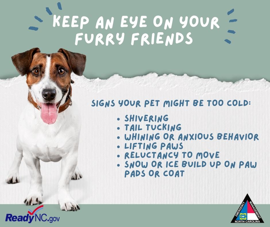 Graphic: Signs your pet may be too cold