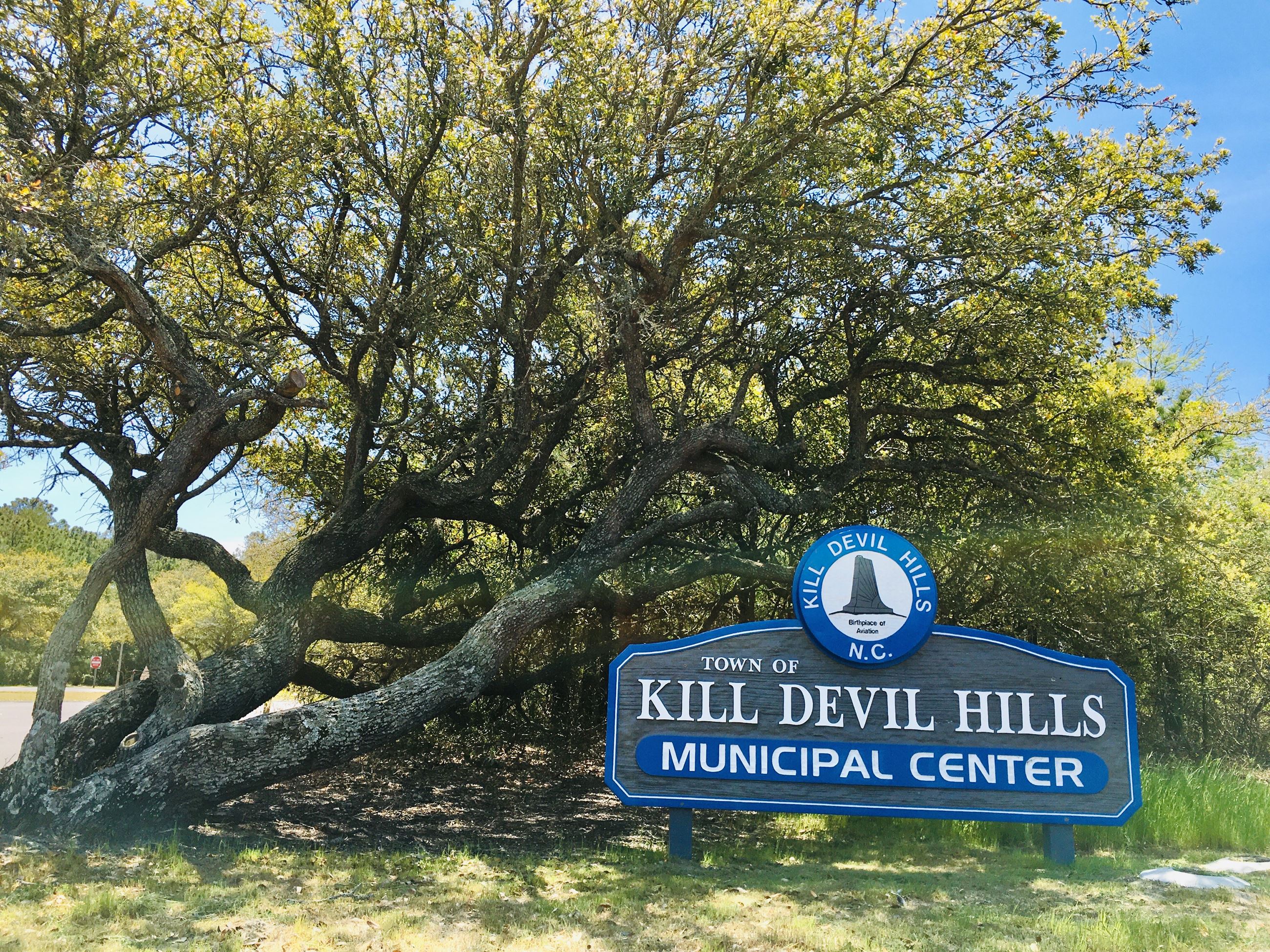 Live Oak Tree with Kill Devil Hills Sign in front of it