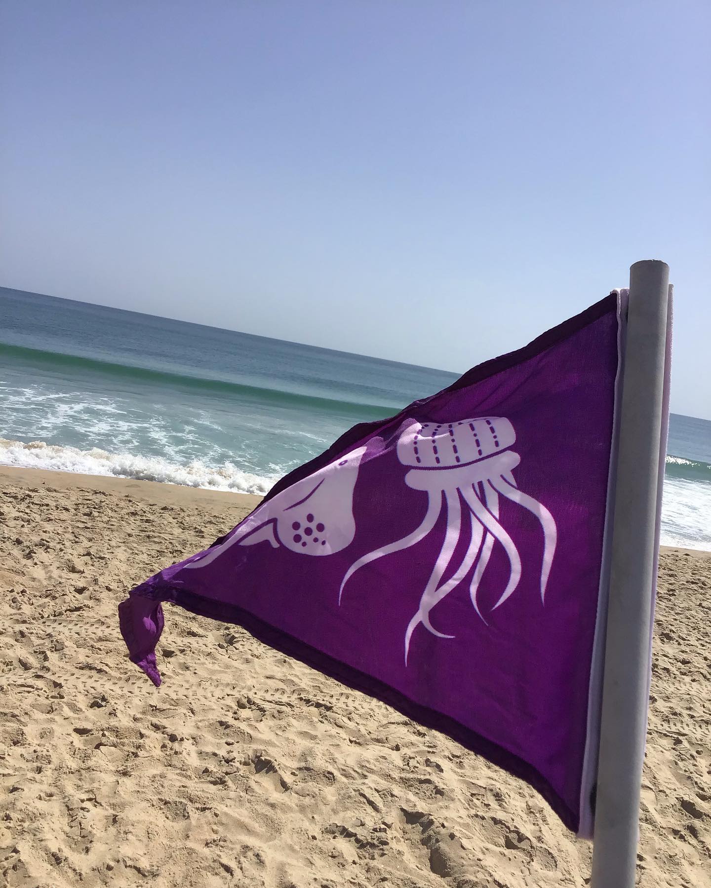 Purple Flags Purple indicate sea life is actively present. This could be jellyfish, stingrays, or ot